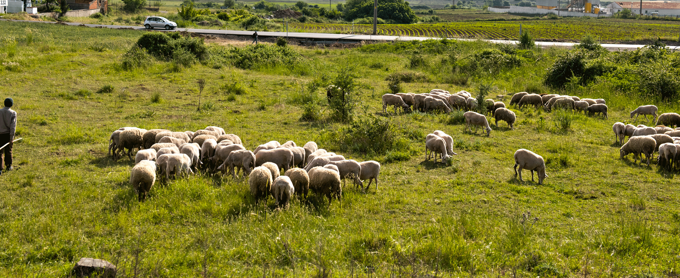 sheep in field