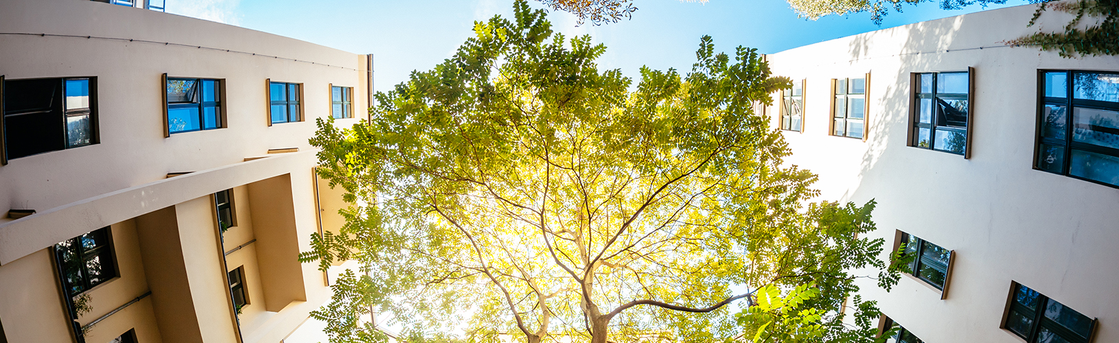 Tree in the middle of a cityscape